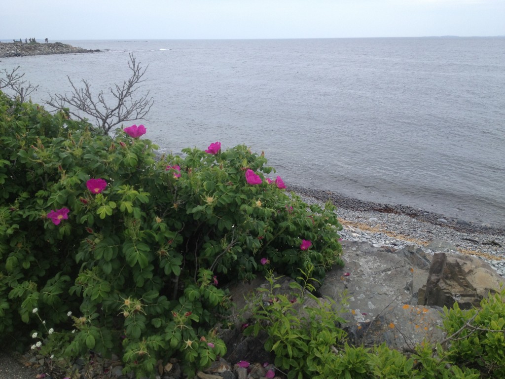 Beach Roses at Jenness Beach