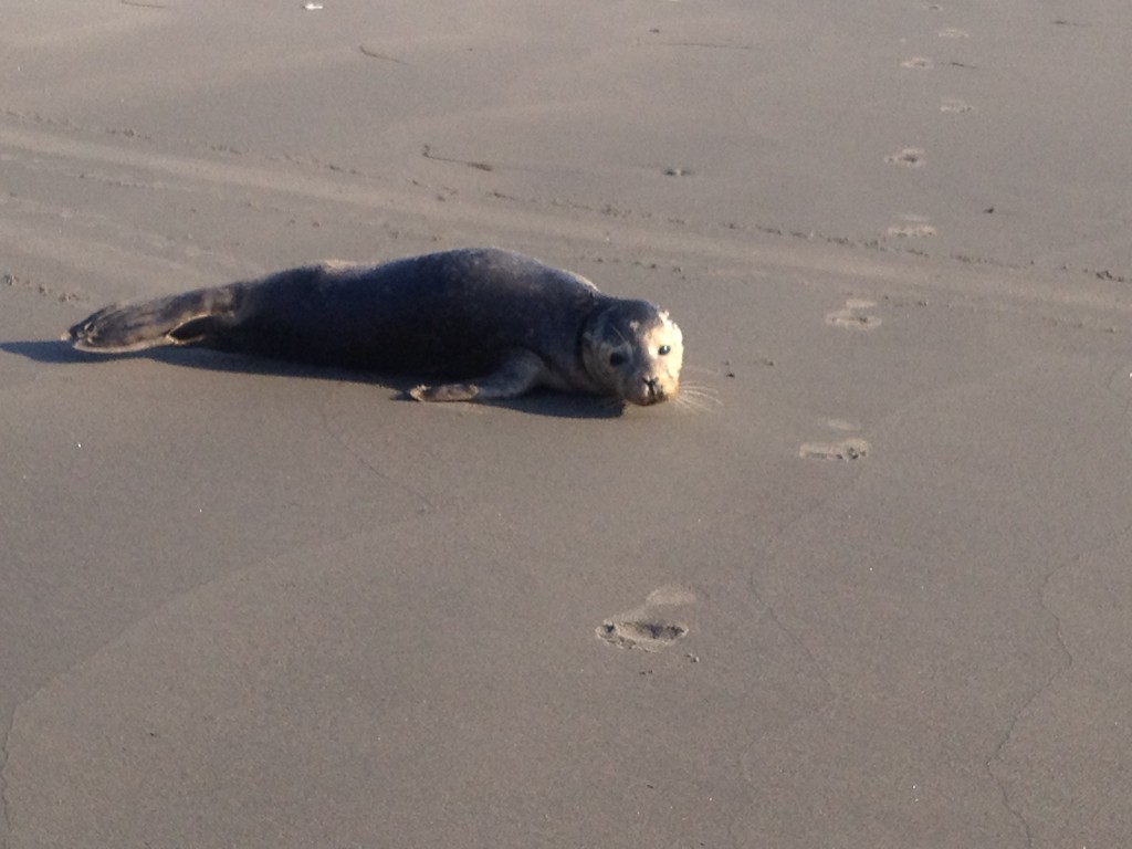 Good morning Seal!