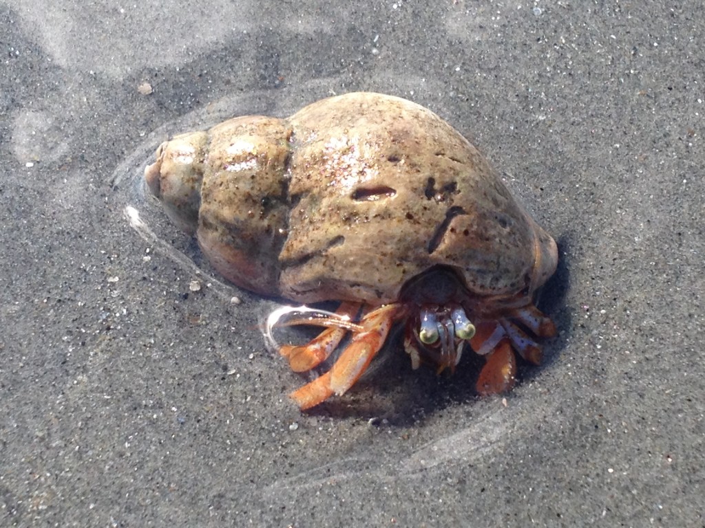 We see lots of amazing critters!